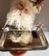 Mark Roberts North Pole Catering Frontgate Santa With Serving Tray Rare